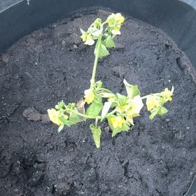Photo of the plant species Tomatillo by @SpiffyOrrisroot named Dax on Greg, the plant care app