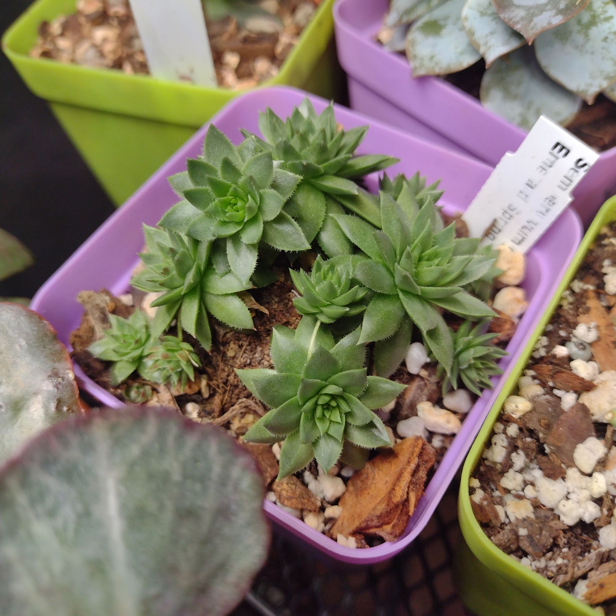 Photo of the plant species Hedgehog Hens and Chicks by @ToughCanecactus named Darwin on Greg, the plant care app