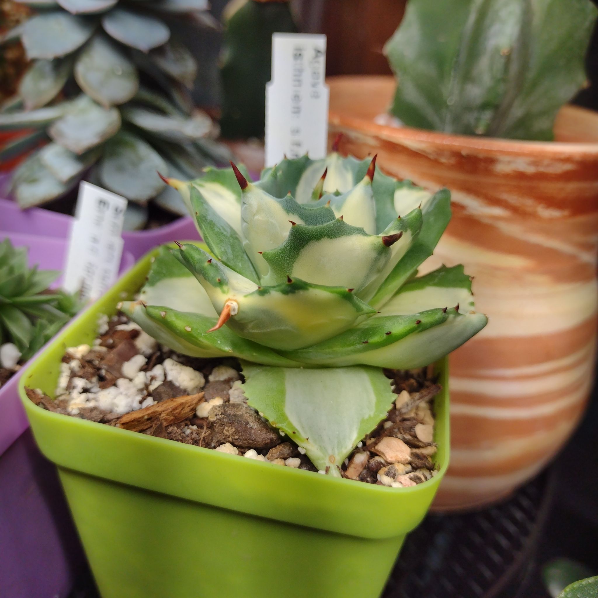 Photo of the plant species Variegated Dwarf Butterfly Agave by @ToughCanecactus named Nny's Spikey Boi on Greg, the plant care app