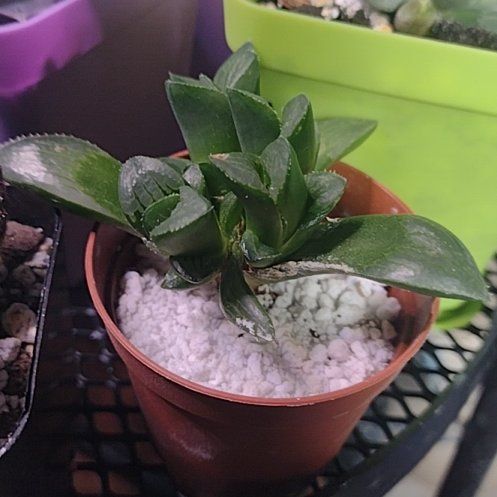 Photo of the plant species Haworthia mirabilis by @ToughCanecactus named Ulysses S Plant on Greg, the plant care app