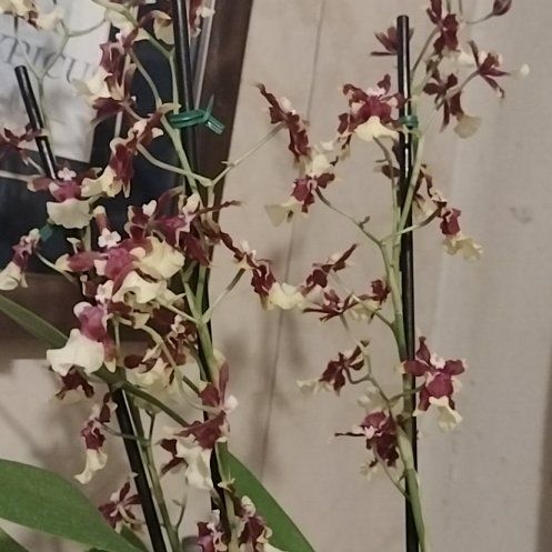 Photo of the plant species Hula Lalau Volcano Queen Orchid by @ToughCanecactus named Emerson on Greg, the plant care app