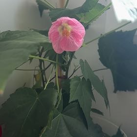 Photo of the plant species Abutilon Pictum by @SoundlyTawapou named Dax on Greg, the plant care app