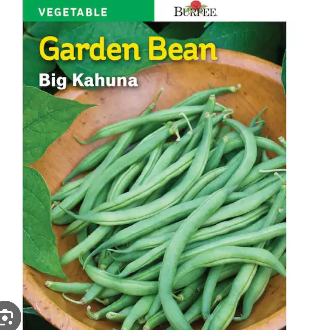 Photo of the plant species Big Kahuna Green Beans by @ZestArcticrush named Cleopatra on Greg, the plant care app