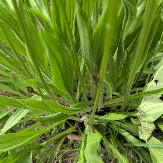 Photo of the plant species Hare-Foot Plantain by @ComposedTievine named Sherlock on Greg, the plant care app
