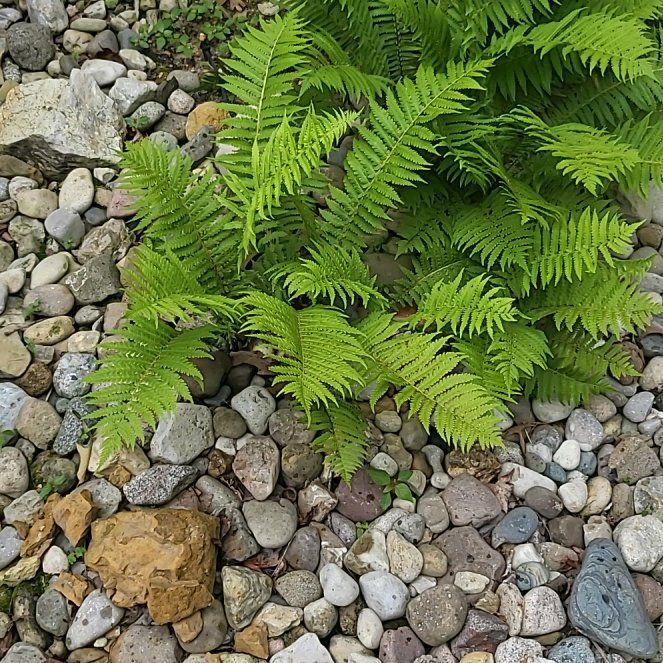 Photo of the plant species Licorice Fern by @GlossyHawthorn named Foxxy on Greg, the plant care app