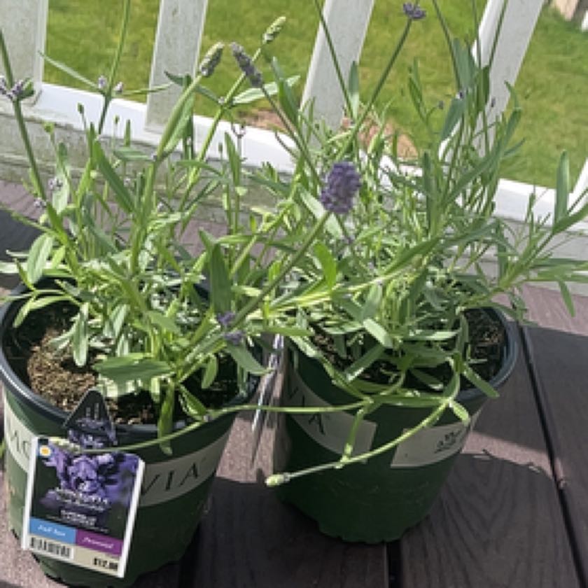 Photo of the plant species SuperBlue Lavender by @GoldAltmanstar named Lavender on Greg, the plant care app