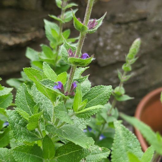 Photo of the plant species Annual Clary by @GeniusUrnplant named Harper on Greg, the plant care app