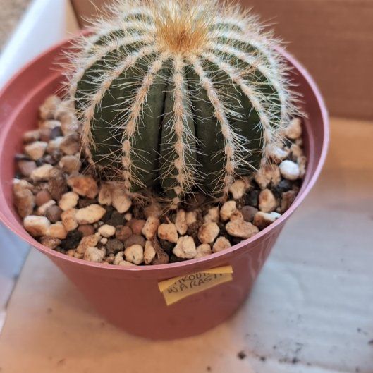 Photo of the plant species Parodia warasii by @LadyThaibasil named Beluga on Greg, the plant care app