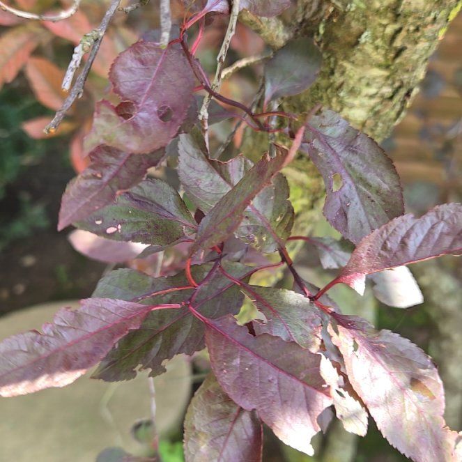 Photo of the plant species Cherry Plum by @PureSnowberry named Eva on Greg, the plant care app