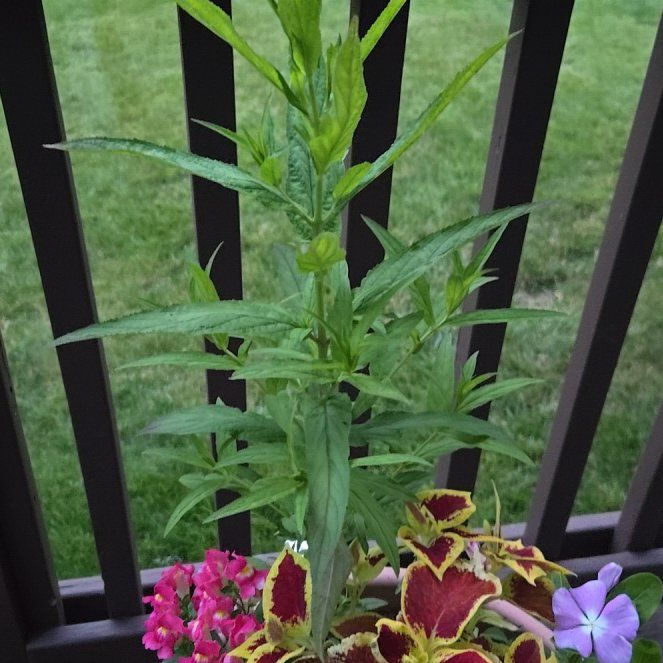 Photo of the plant species Codlins and Cream by @PureSnowberry named Nithin on Greg, the plant care app