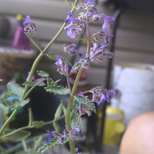 Photo of the plant species Dwarf catnip by @HeirHarebarley named Harper on Greg, the plant care app