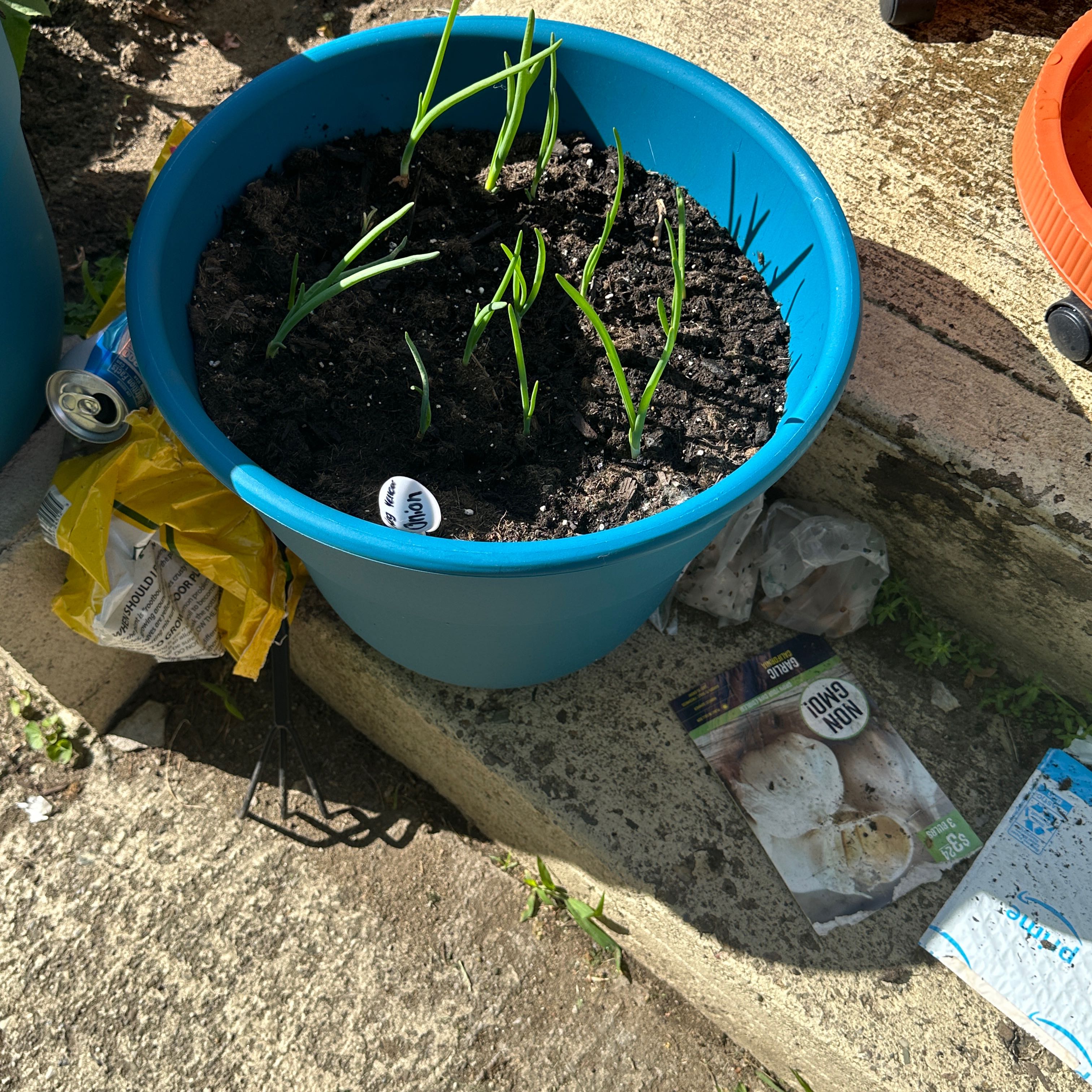 Photo of the plant species Small Yellow Onion by @ShowyBarbaryfig named Nithin on Greg, the plant care app