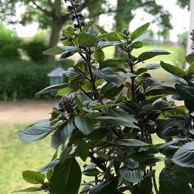 Photo of the plant species Wild Basil by @DynamoRichweed named Emperor Basil the II on Greg, the plant care app