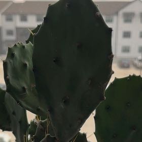 Photo of the plant species Opuntia 'Desert Ace' by @KeyBeachsuncup named Delilah on Greg, the plant care app
