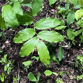 Photo of the plant species Solomon's Plume by @FinestSucc named Kobe on Greg, the plant care app