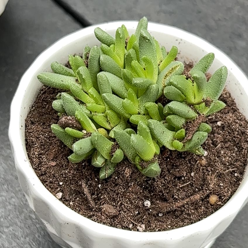 Photo of the plant species Kussingvygie by @YummyTobacco named Bella on Greg, the plant care app
