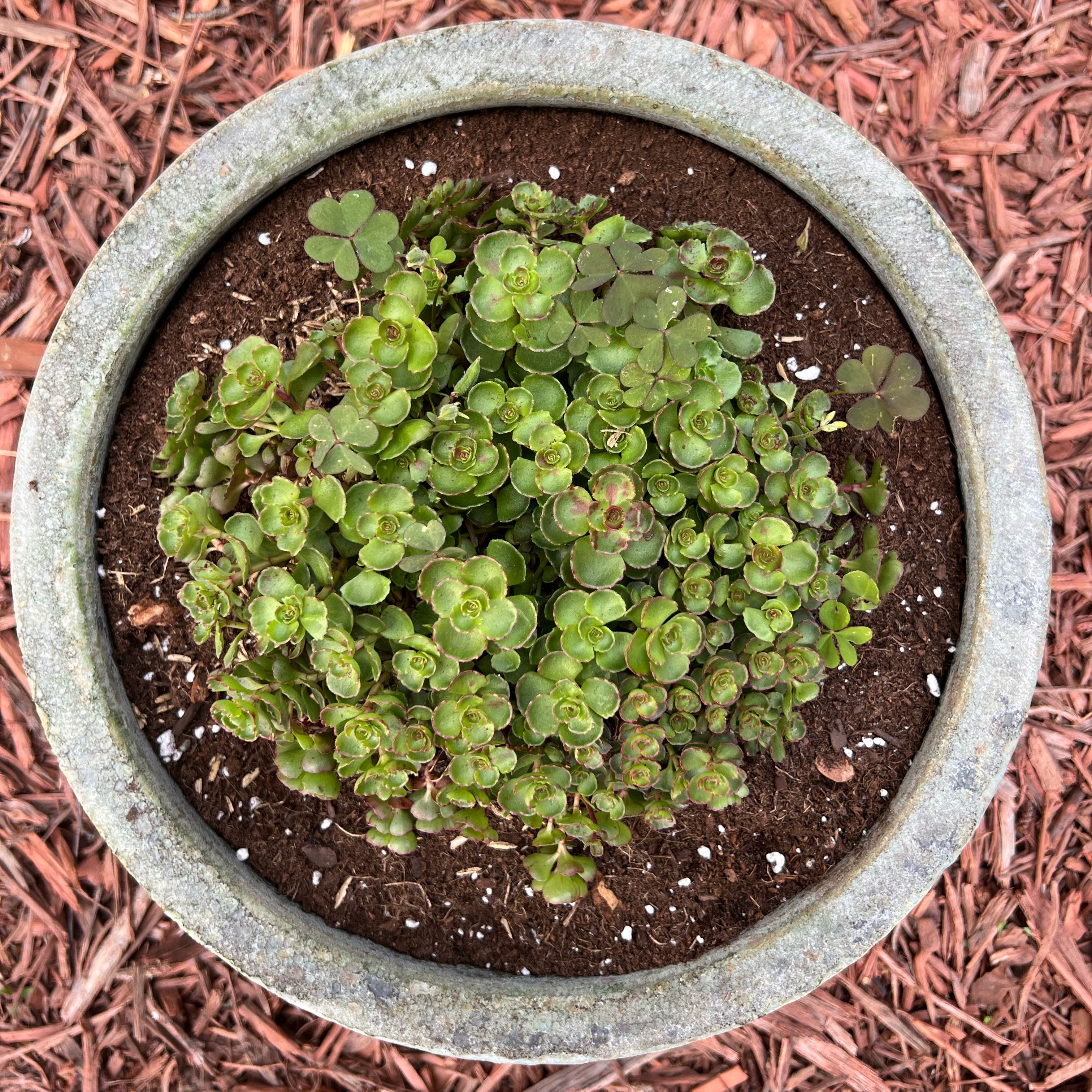 Photo of the plant species Dragons Blood Sedum by @SocialCliantro named Sproutacus on Greg, the plant care app