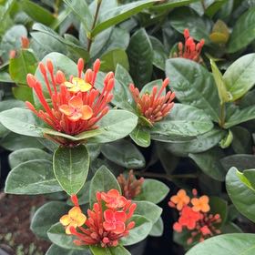 Photo of the plant species Flame of the Woods by @ZanyPalepuma named Delilah on Greg, the plant care app