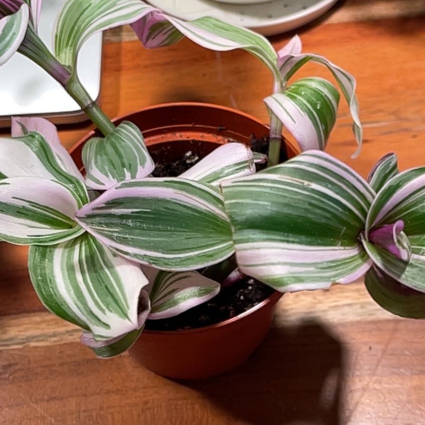 Healthy small-leaf spiderwort plant with striped elongated leaves in a brown ceramic pot with visible soil.