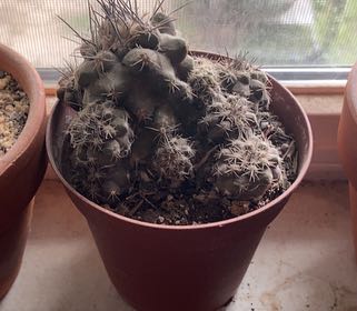 Photo of the plant species Copiapoa humilis 'Tenuissima' by @DearBaywillow named Sol on Greg, the plant care app
