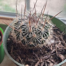 Photo of the plant species Echinofossulocactus longispinus by @DearBaywillow named Keanu Leaves on Greg, the plant care app