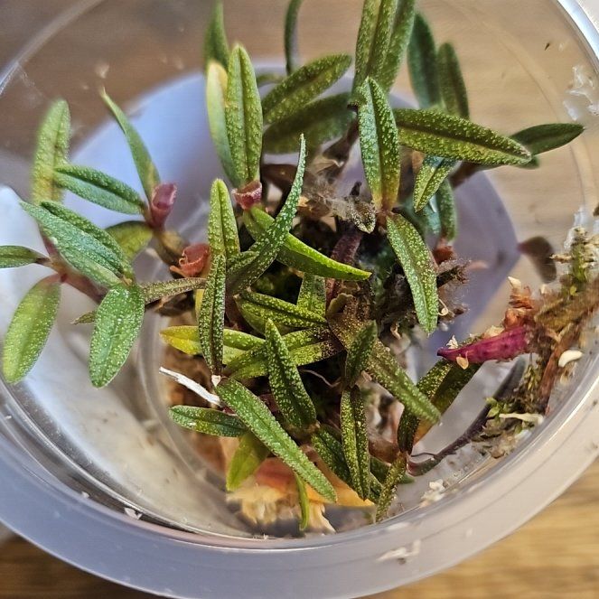Photo of the plant species Dendrobium cuthbertsonii by @GallantBlusher named Eva on Greg, the plant care app