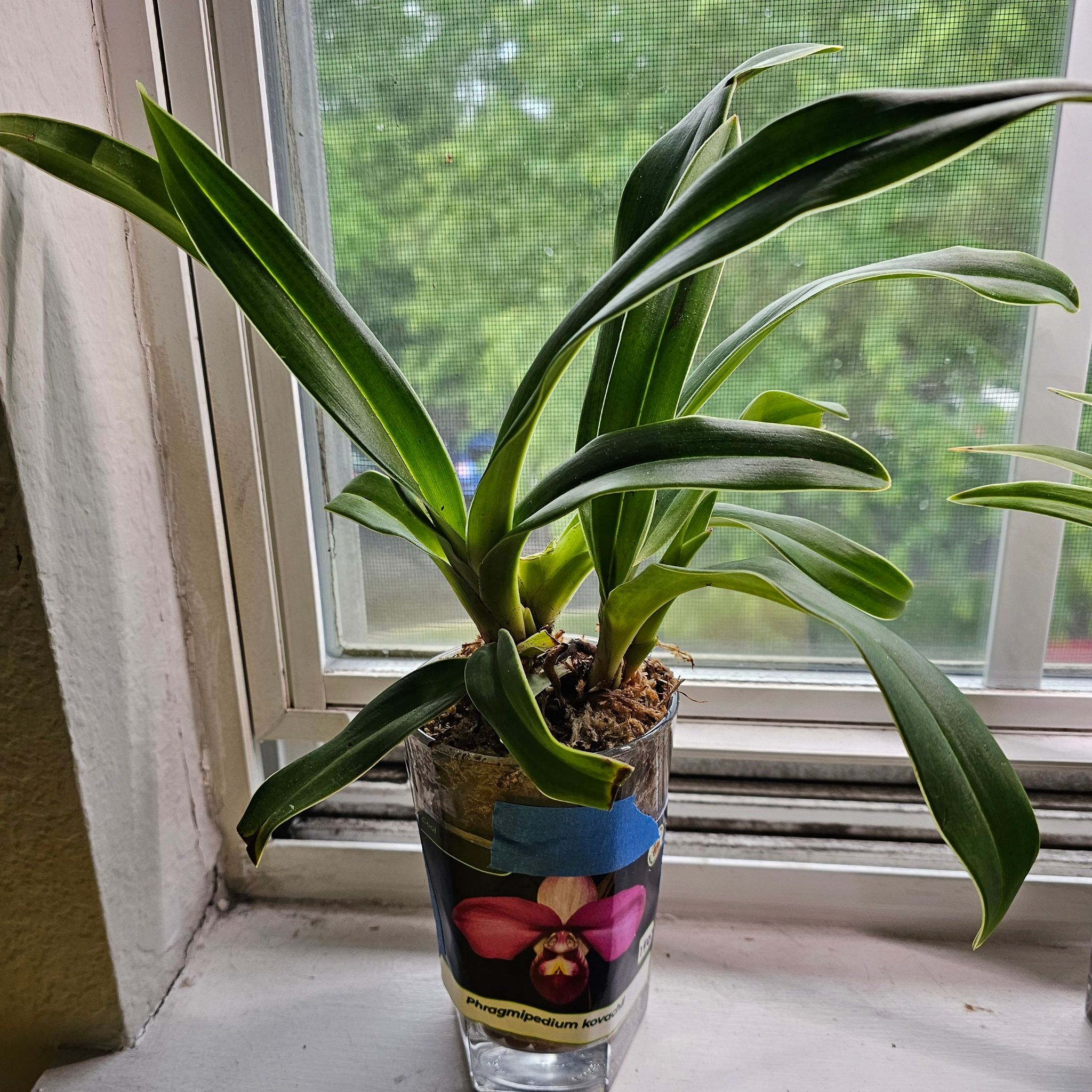 Photo of the plant species Phragmipedium Orchid by @GallantBlusher named Aria on Greg, the plant care app
