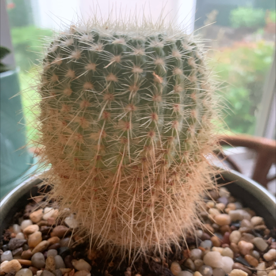 Photo of the plant species Parodia chrysacanthion by @NurseRosilla named Gammy on Greg, the plant care app