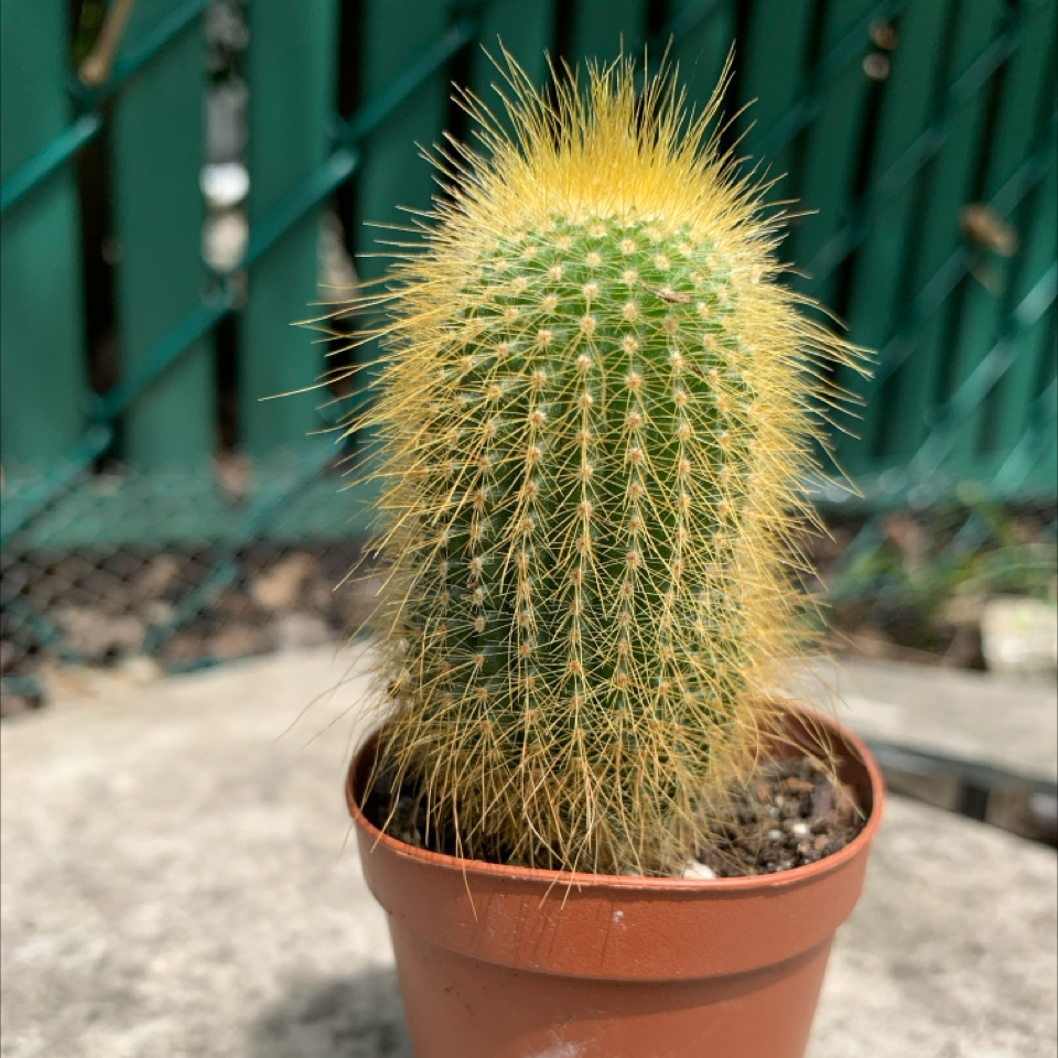 Photo of the plant species Golden Torch Cactus by @NurseRosilla named Stan on Greg, the plant care app