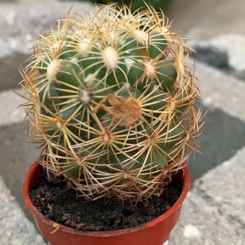 Photo of the plant species Rhinoceros Cactus by @NurseRosilla named Rhino on Greg, the plant care app