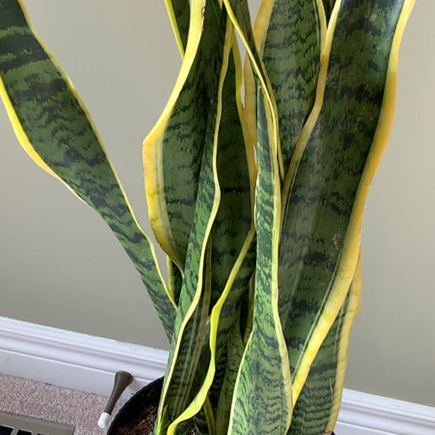 Photo of the plant species Snake Plant by @NurseRosilla named Leonardo on Greg, the plant care app