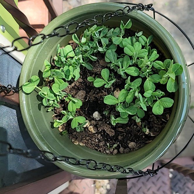 Photo of the plant species Peas by @BrightBlueberry named Peter Parker on Greg, the plant care app