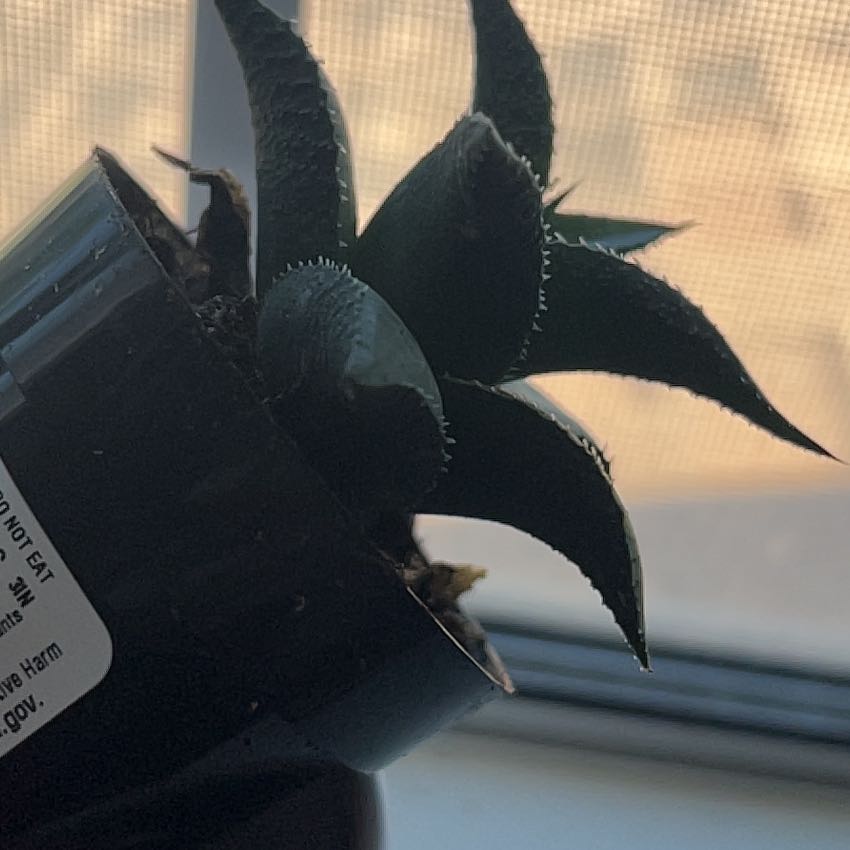 A healthy Veined Haworthia succulent in a black pot near a window.