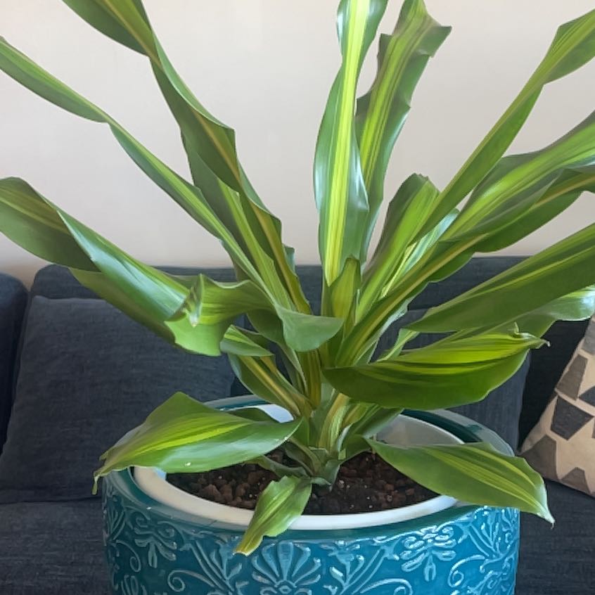Dracaena 'Golden Heart' plant in a decorative pot with vibrant green leaves.