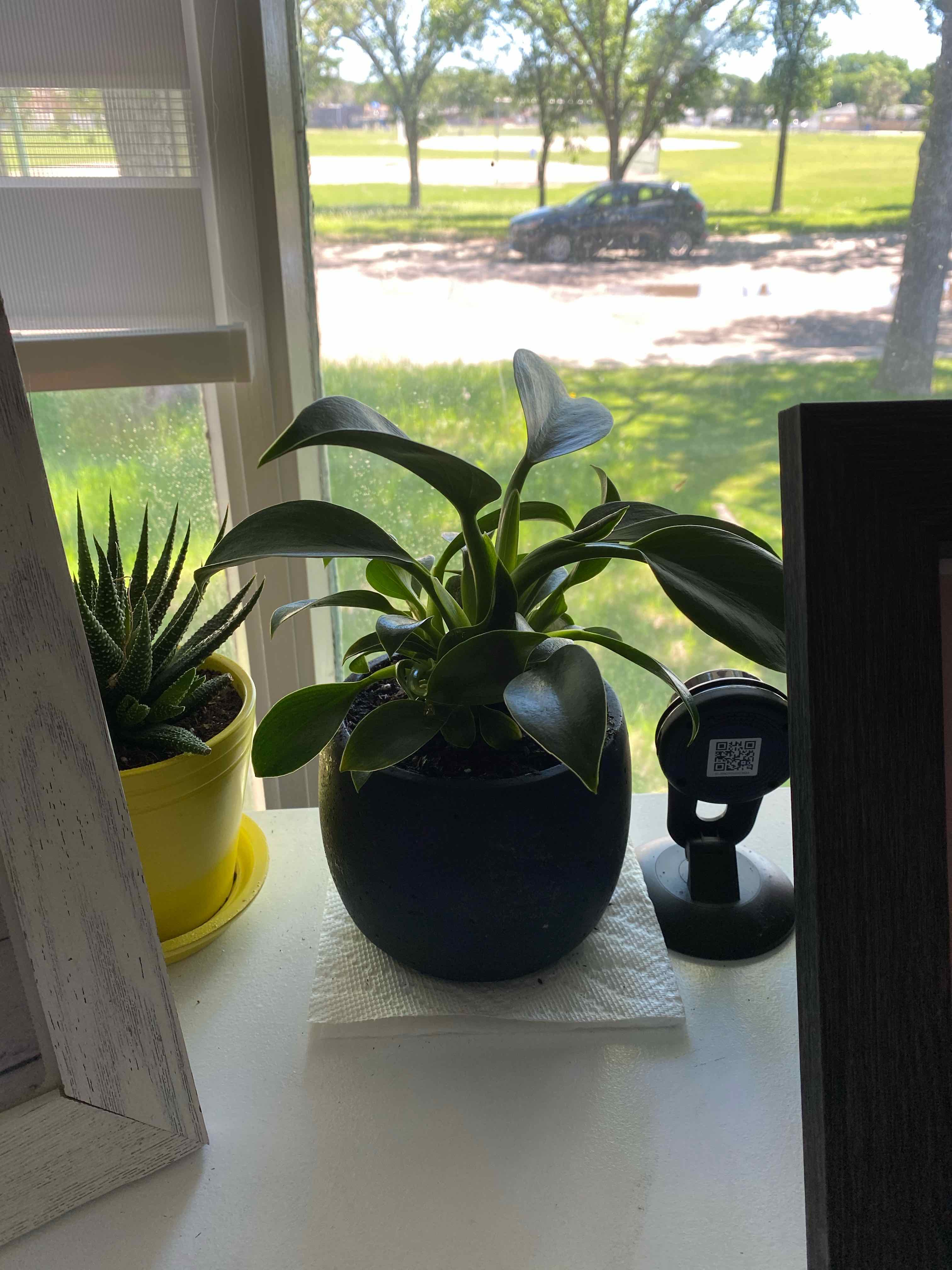 Philodendron 'Super Atom' on a windowsill, healthy with dark green leaves.
