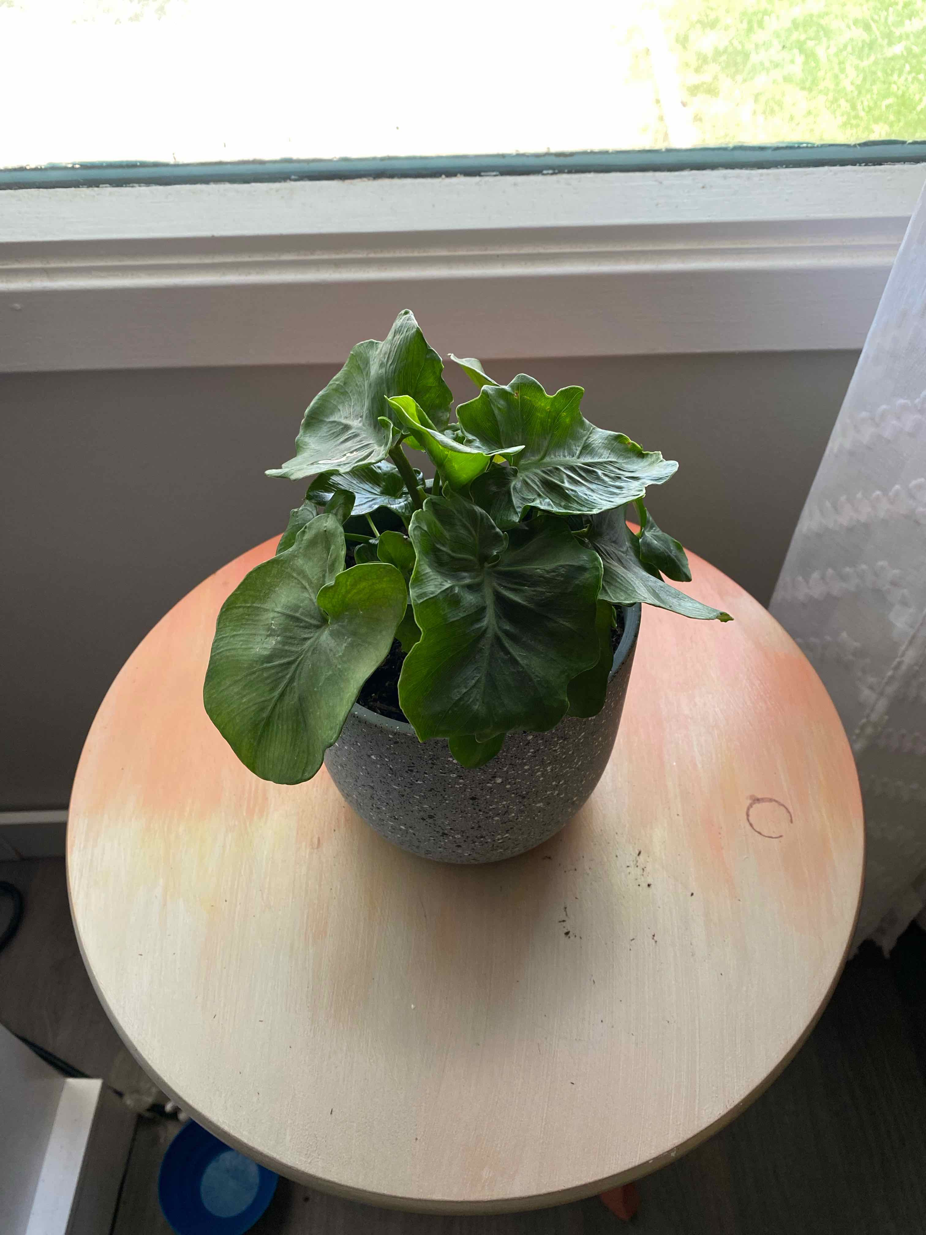 Philodendron 'Super Atom' plant on a small table near a window, appearing healthy.