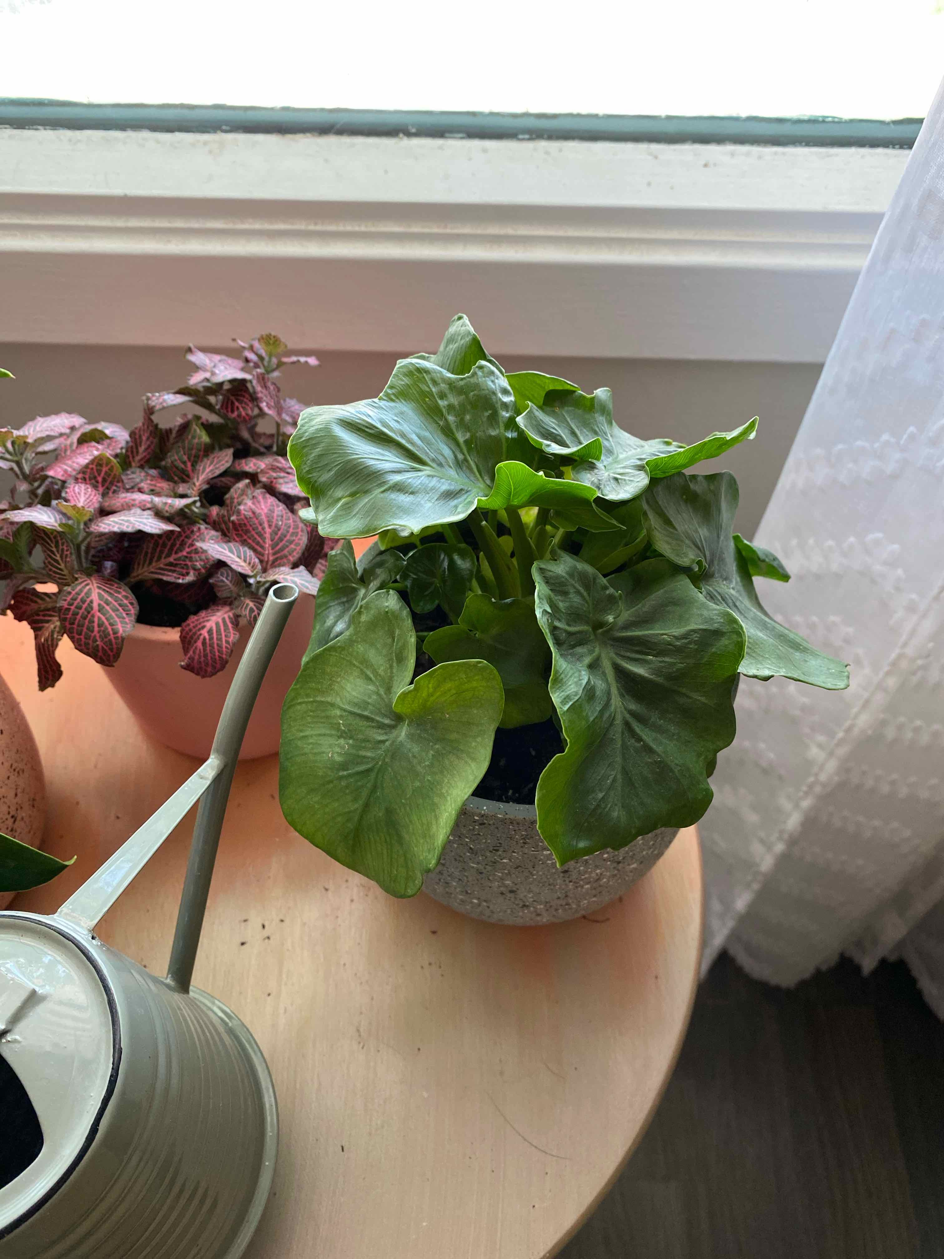 Philodendron 'Super Atom' plant on a table near a window, with another plant and a watering can visible.