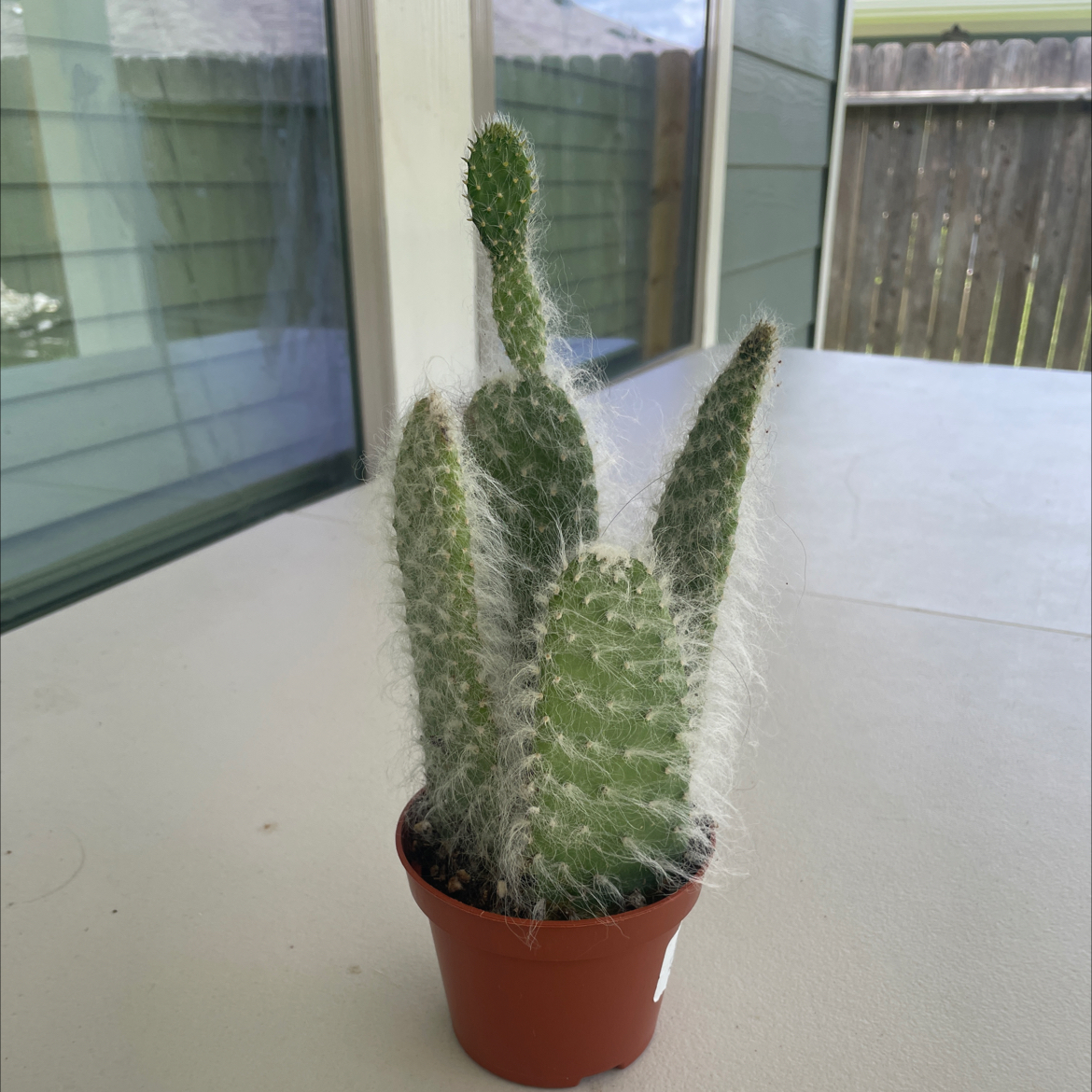 Photo of the plant species Opuntia 'Snow Cactus' by @wildleaf named Marty on Greg, the plant care app