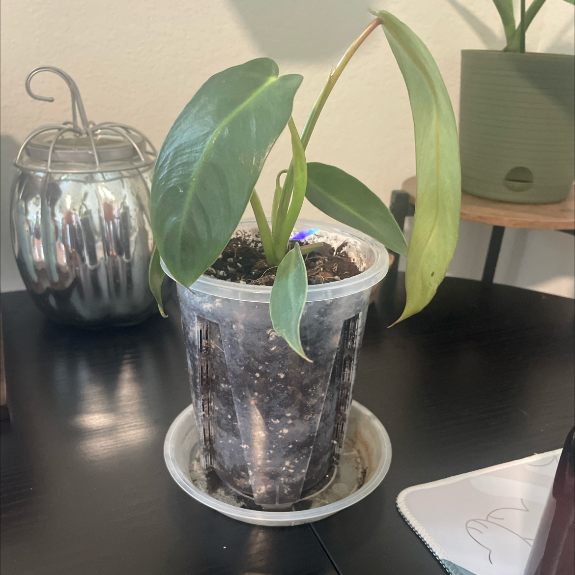 Photo of the plant species Philodendron Spiritus Sancti by @wildleaf named James Dean on Greg, the plant care app