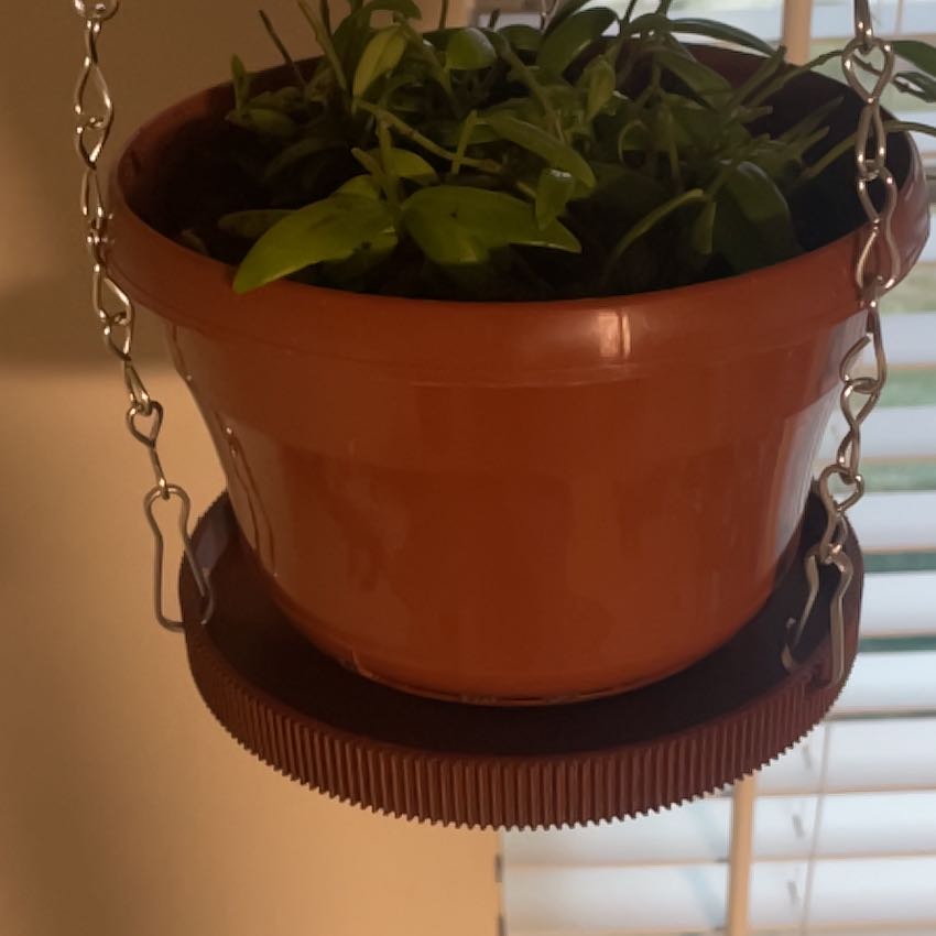 Photo of the plant species Lipstick plant 'Japhrolepsis' by @wildleaf named Britney ✨ on Greg, the plant care app