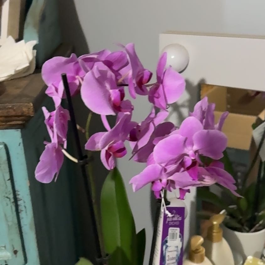 Photo of the plant species Italian Gladiolus by @WittyCoralspot named Zeus on Greg, the plant care app