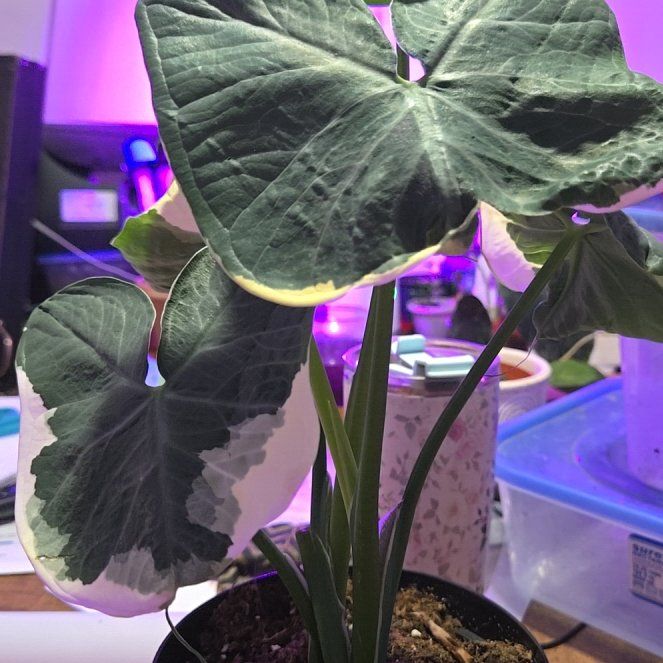 Photo of the plant species Mickey Mouse Alocasia by @NativeThujopsis named Foxxy on Greg, the plant care app
