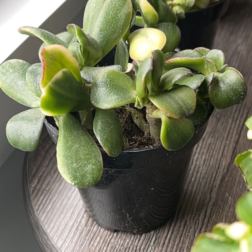 Photo of the plant species 'Lemon & Lime' Jade Plant by @LivelyHogpeanut named Apollo on Greg, the plant care app