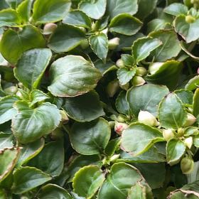 Photo of the plant species Impatiens Wallriana by @LivelyHogpeanut named Muhammad Ali on Greg, the plant care app