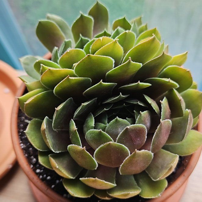 Photo of the plant species Sempervivum 'Red Rubin' by @BrotherLaceyoak named Idomeneus on Greg, the plant care app