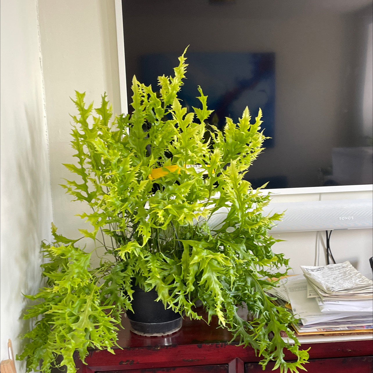 Photo of the plant species Monarch Fern by @Sweethottown named Fernie Mac on Greg, the plant care app