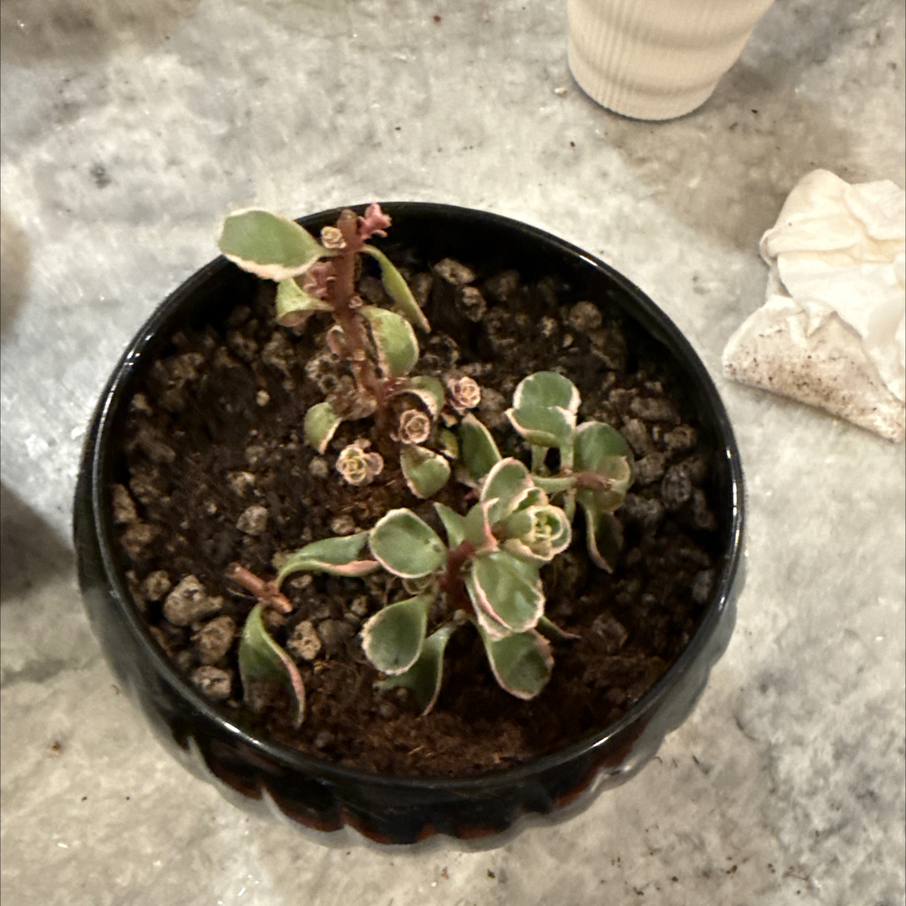 Photo of the plant species Tricolor Stonecrop by @Sweethottown named Sonora on Greg, the plant care app