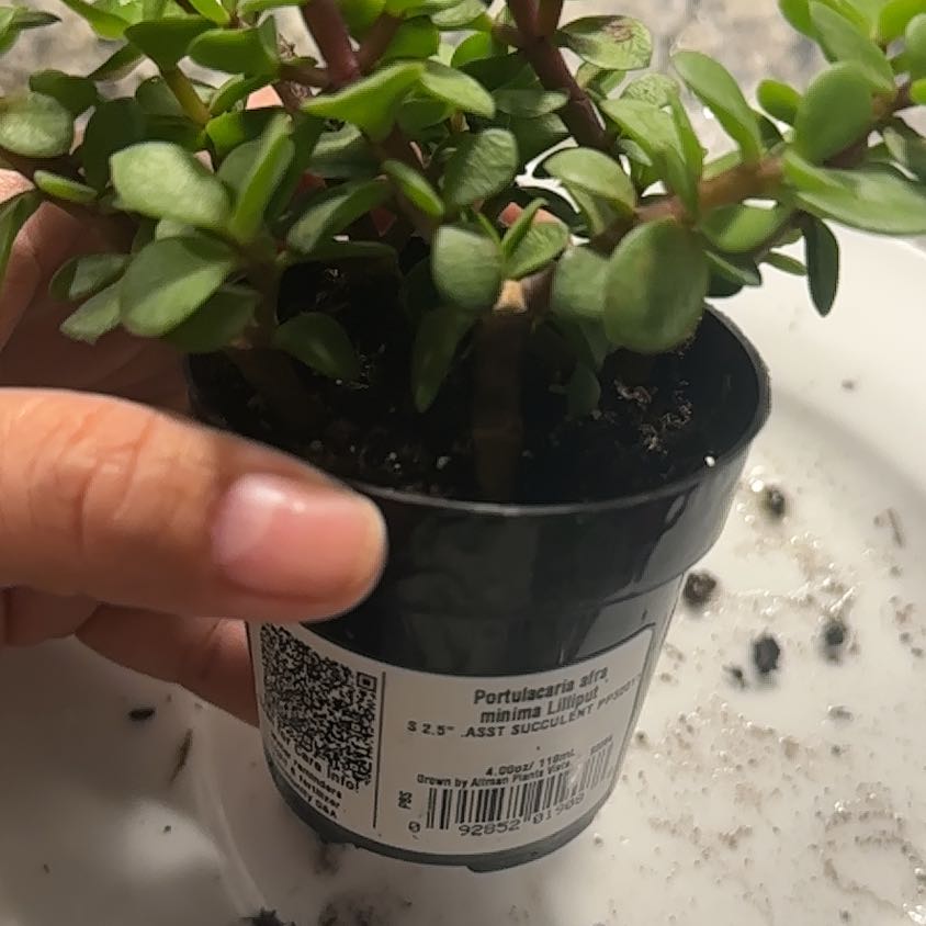 Photo of the plant species Portulacaria afra var. minima 'Lilliput' by @BeefyGeropogon named Afra on Greg, the plant care app