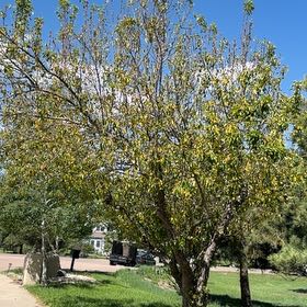 Photo of the plant species Bradford Pear by @BuffNannyberry named Oscar on Greg, the plant care app