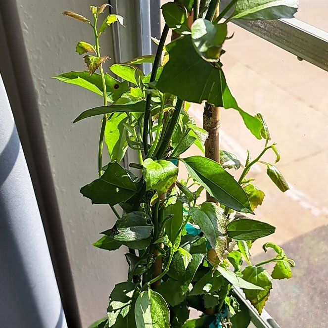 Photo of the plant species Mexican flamevine by @TrustfulKale named Stella on Greg, the plant care app